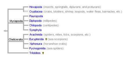 phylogeny